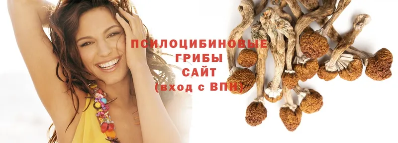 hydra сайт  Светлоград  Галлюциногенные грибы Psilocybe  купить  